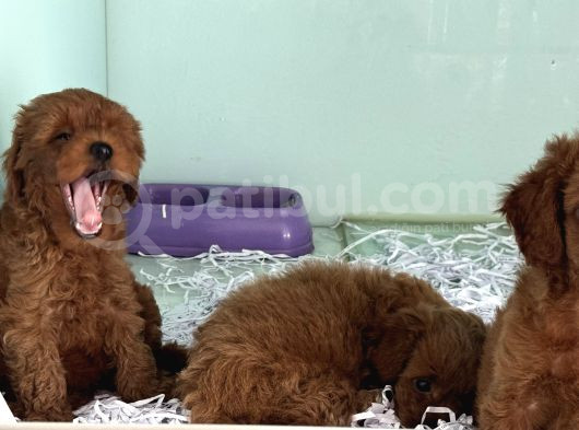 Show Kalite Çok Özel Red Maltipoo Yavrular görsel
