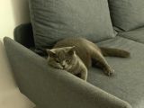 2 Yaşında Kısır Dişi British Shorthair