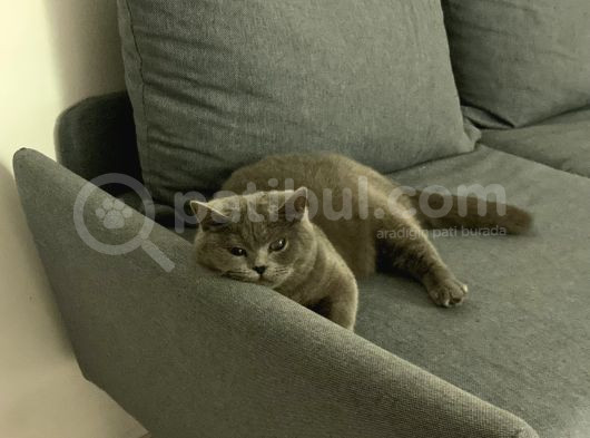 2 Yaşında Kısır Dişi British Shorthair