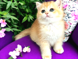 Üst kalite golden bebekler
