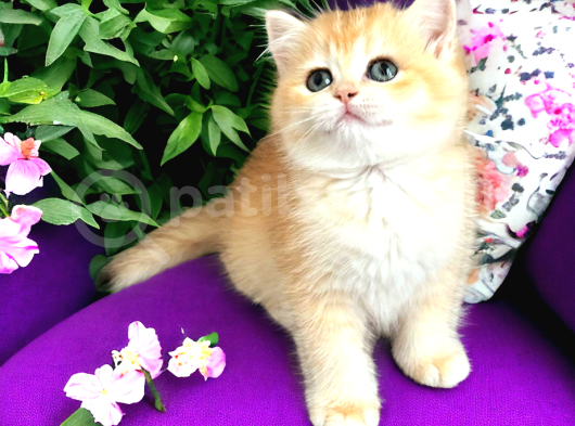 Üst Kalite Golden Bebekler