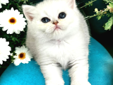 Show Kalite Silver Bebekler