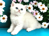 Show Kalite Silver Bebekler