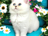 Show Kalite Silver Bebekler