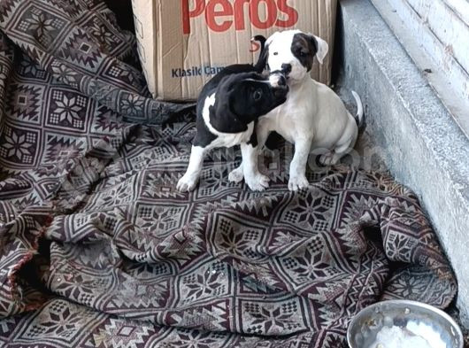 İki Adet Dişi Pitbull