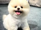 gülen suratlı pomeranian boo yavrularımız