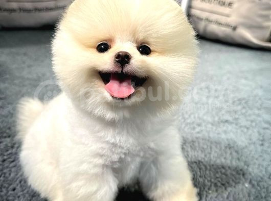 Gülen Suratlı Pomeranian Boo Yavrularımız