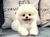 Gülen Suratlı Pomeranian Boo Yavrularımız