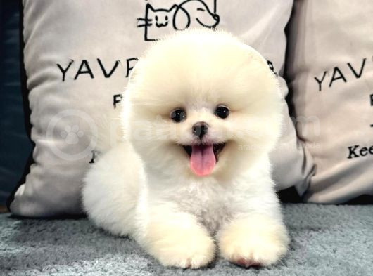 Gülen Suratlı Pomeranian Boo Yavrularımız görsel