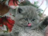 Safkan British Shorthair Dişi