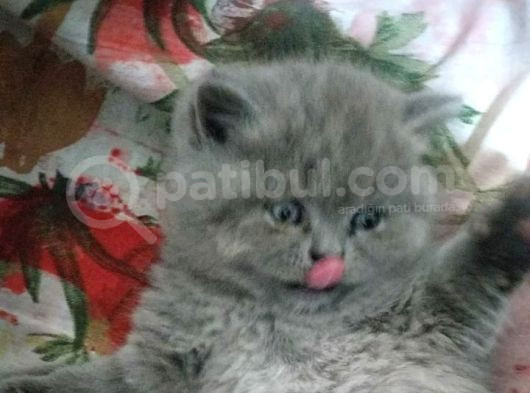 Safkan British Shorthair Dişi
