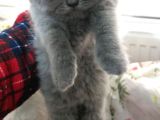 Safkan British Shorthair Dişi