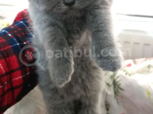 Safkan British Shorthair Dişi görsel