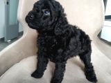 En Güzel Black Toy Poodle Yavrularımız Aşılı Karneli 
