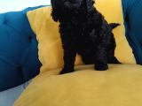 En Güzel Black Toy Poodle Yavrularımız Aşılı Karneli 