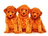 KIPKIRMIZI SAF KAN EVCİLBEBEKLER EV ÜRETİMİ TOOY POODLE YAVR