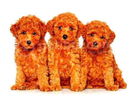 Kipkirmizi Saf Kan Evci̇lbebekler Ev Üreti̇mi̇ Tooy Poodle Yavr