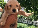 Baby Face Golden Yavrular