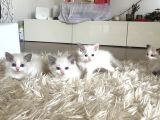 Çok Özel Sçr Belgeli Ragdoll  Yavrularımız 