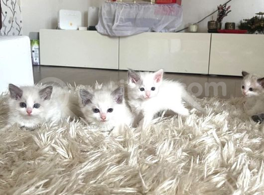 Çok Özel Sçr Belgeli Ragdoll  Yavrularımız  görsel