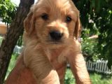 Baby Face Golden Yavrular