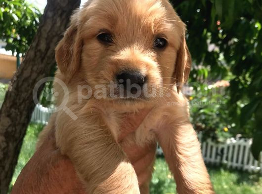 Baby Face Golden Yavrular görsel