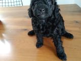 En Güzel Black Toy Poodle Yavrularımız Aşılı Karneli 