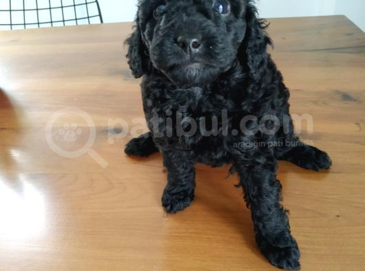 En Güzel Black Toy Poodle Yavrularımız Aşılı Karneli  görsel