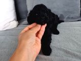 En Güzel Black Toy Poodle Yavrularımız Aşılı Karneli 