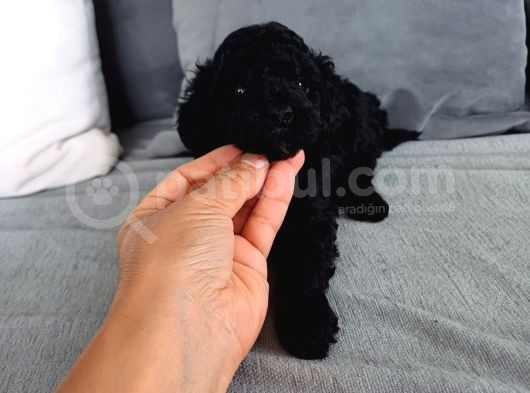 En Güzel Black Toy Poodle Yavrularımız Aşılı Karneli  görsel