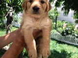 Baby Face Golden Yavrular