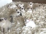 Çok Özel Sçr Belgeli Ragdoll  Yavrularımız 