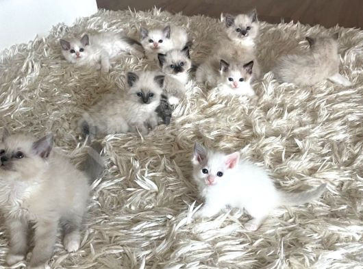 Çok Özel Sçr Belgeli Ragdoll  Yavrularımız  görsel