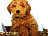 KIPKIRMIZI SAF KAN EVCİLBEBEKLER EV ÜRETİMİ TOOY POODLE YAVR