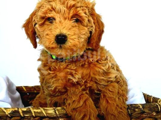 Kipkirmizi Saf Kan Evci̇lbebekler Ev Üreti̇mi̇ Tooy Poodle Yavr