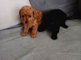En Güzel Black Toy Poodle Yavrularımız Aşılı Karneli 