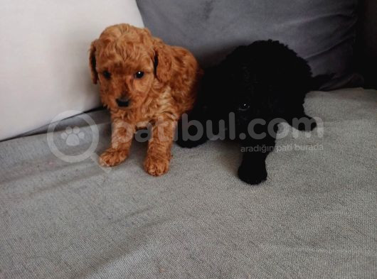 En Güzel Black Toy Poodle Yavrularımız Aşılı Karneli  görsel