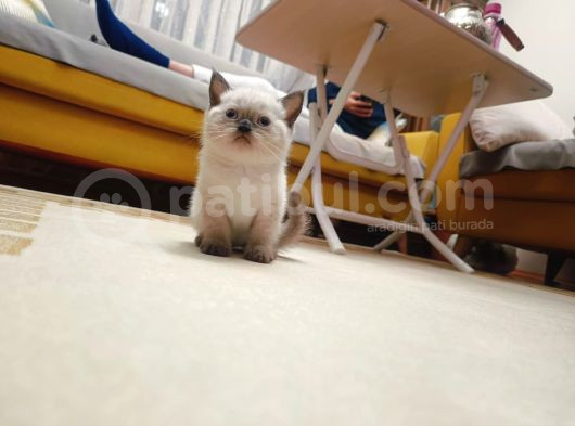 British Shorthair görsel