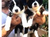 Border Collie Yavrula Mama Ve Malzeme Kampanyalı
