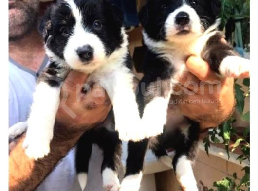 Border Collie Yavrula Mama Ve Malzeme Kampanyalı görsel