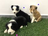 Border collie yavrula mama ve malzeme kampanyalı