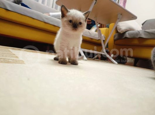 British Shorthair görsel