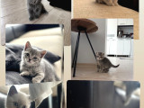 2 aylık yavrularım yeni ailelerine hazır