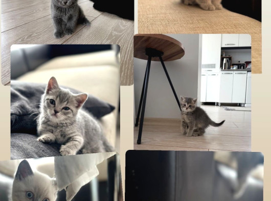 2 Aylık Yavrularım Yeni Ailelerine Hazır