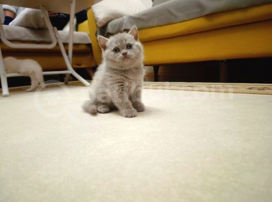 British Shorthair görsel