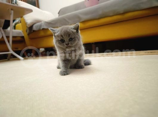 British Shorthair görsel