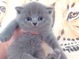Baby Face Bri̇ti̇sh Yavrumuz Yeni̇ Ai̇lesi̇ni̇ Bekli̇yor