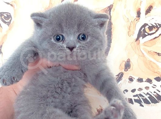 Baby Face Bri̇ti̇sh Yavrumuz Yeni̇ Ai̇lesi̇ni̇ Bekli̇yor görsel