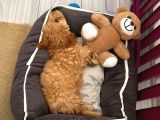 Çok Uygun Puanlı 11Haftalık Yavru Toy Poodle 2 Karma Aşili