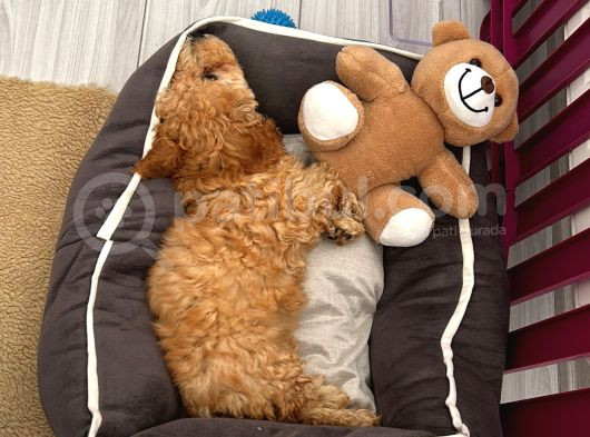 Çok Uygun Puanlı 11Haftalık Yavru Toy Poodle 2 Karma Aşili görsel